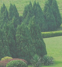 在线DDOS攻击平台